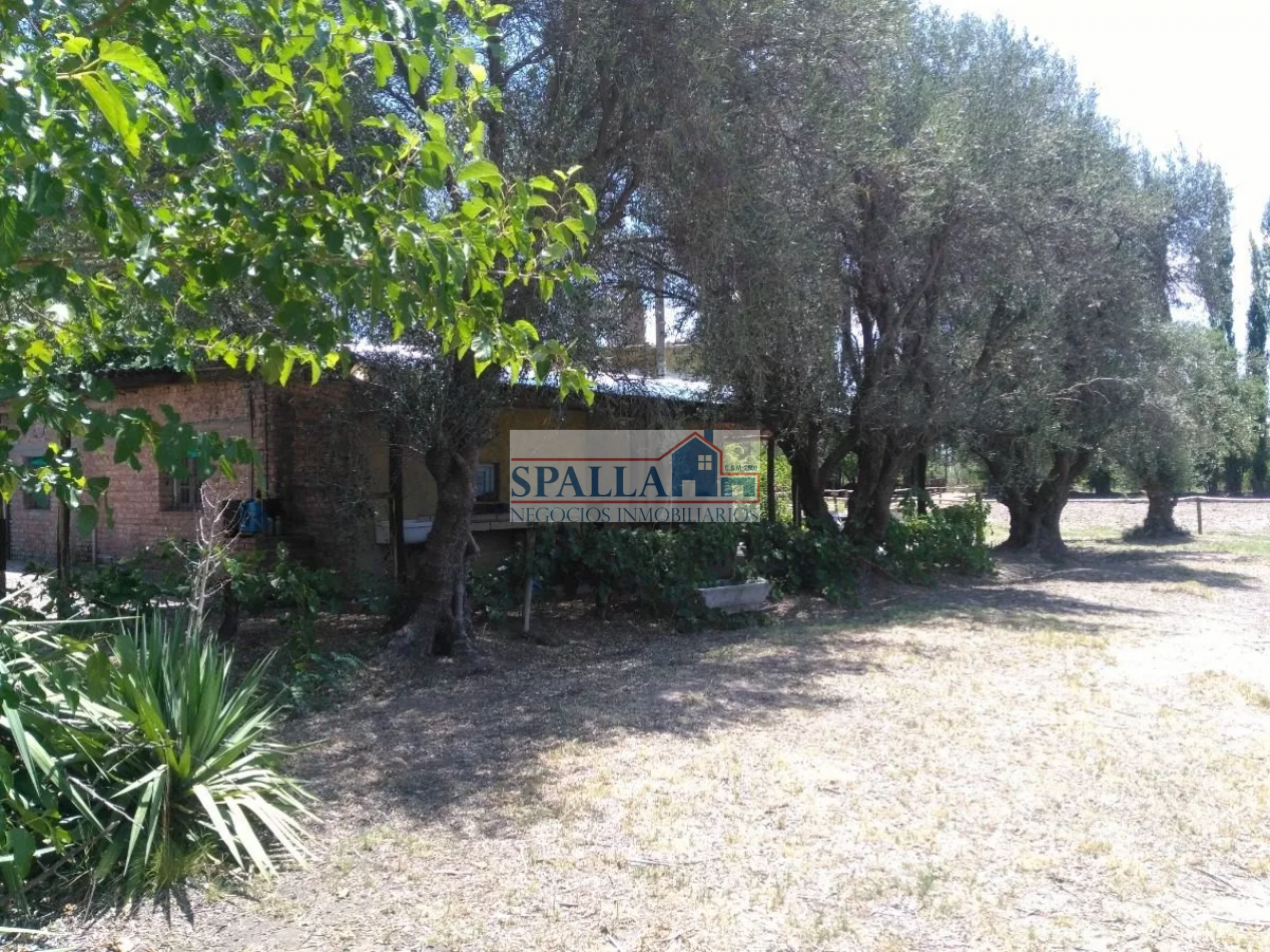 VENTA FINCA 29 HECTAREAS EN SAN RAFAEL MENDOZA - OPORTUNIDAD