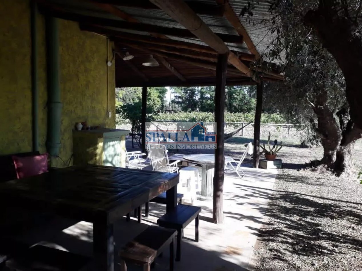 VENTA FINCA 29 HECTAREAS EN SAN RAFAEL MENDOZA - OPORTUNIDAD