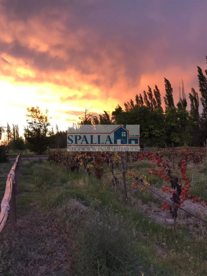 VENTA FINCA 29 HECTAREAS EN SAN RAFAEL MENDOZA - OPORTUNIDAD